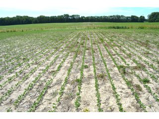 Property photo 50 - FARMLAND AUCTION 175+/- ACRES OFFERED IN 6 TRACTS IN DEFIANCE COUNTY, OH