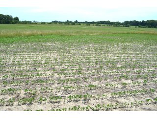 Property photo 51 - FARMLAND AUCTION 175+/- ACRES OFFERED IN 6 TRACTS IN DEFIANCE COUNTY, OH