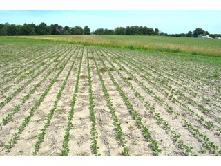 Property photo 52 - FARMLAND AUCTION 175+/- ACRES OFFERED IN 6 TRACTS IN DEFIANCE COUNTY, OH