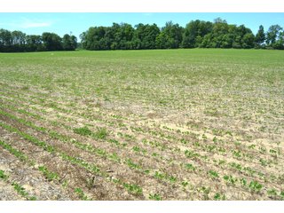 Property photo 53 - FARMLAND AUCTION 175+/- ACRES OFFERED IN 6 TRACTS IN DEFIANCE COUNTY, OH