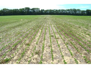 Property photo 54 - FARMLAND AUCTION 175+/- ACRES OFFERED IN 6 TRACTS IN DEFIANCE COUNTY, OH