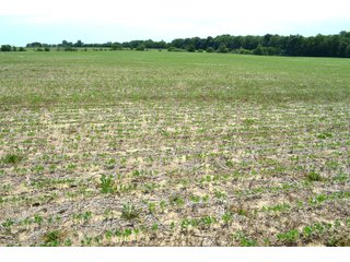 Property photo 55 - FARMLAND AUCTION 175+/- ACRES OFFERED IN 6 TRACTS IN DEFIANCE COUNTY, OH