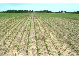 Property photo 56 - FARMLAND AUCTION 175+/- ACRES OFFERED IN 6 TRACTS IN DEFIANCE COUNTY, OH