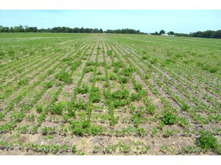 Property photo 57 - FARMLAND AUCTION 175+/- ACRES OFFERED IN 6 TRACTS IN DEFIANCE COUNTY, OH
