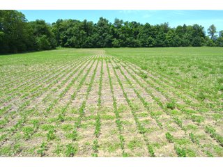 Property photo 58 - FARMLAND AUCTION 175+/- ACRES OFFERED IN 6 TRACTS IN DEFIANCE COUNTY, OH