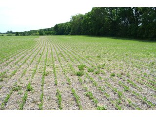 Property photo 59 - FARMLAND AUCTION 175+/- ACRES OFFERED IN 6 TRACTS IN DEFIANCE COUNTY, OH