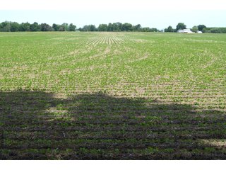 Property photo 60 - FARMLAND AUCTION 175+/- ACRES OFFERED IN 6 TRACTS IN DEFIANCE COUNTY, OH