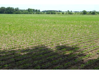Property photo 61 - FARMLAND AUCTION 175+/- ACRES OFFERED IN 6 TRACTS IN DEFIANCE COUNTY, OH