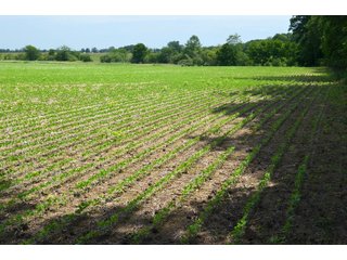 Property photo 62 - FARMLAND AUCTION 175+/- ACRES OFFERED IN 6 TRACTS IN DEFIANCE COUNTY, OH