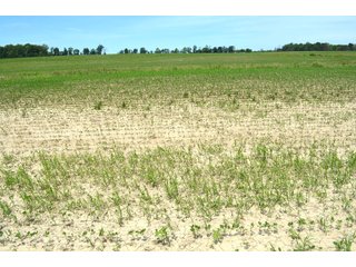 Property photo 67 - FARMLAND AUCTION 175+/- ACRES OFFERED IN 6 TRACTS IN DEFIANCE COUNTY, OH