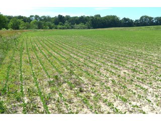 Property photo 70 - FARMLAND AUCTION 175+/- ACRES OFFERED IN 6 TRACTS IN DEFIANCE COUNTY, OH