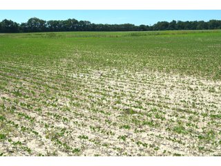 Property photo 71 - FARMLAND AUCTION 175+/- ACRES OFFERED IN 6 TRACTS IN DEFIANCE COUNTY, OH