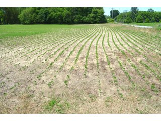 Property photo 76 - FARMLAND AUCTION 175+/- ACRES OFFERED IN 6 TRACTS IN DEFIANCE COUNTY, OH