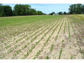 Property photo 79 - FARMLAND AUCTION 175+/- ACRES OFFERED IN 6 TRACTS IN DEFIANCE COUNTY, OH