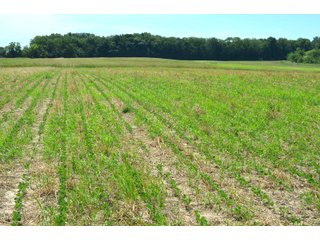 Property photo 80 - FARMLAND AUCTION 175+/- ACRES OFFERED IN 6 TRACTS IN DEFIANCE COUNTY, OH