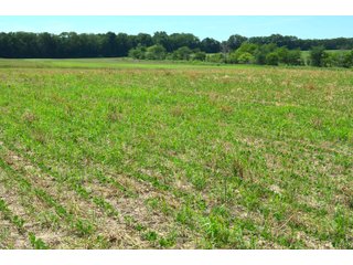 Property photo 81 - FARMLAND AUCTION 175+/- ACRES OFFERED IN 6 TRACTS IN DEFIANCE COUNTY, OH