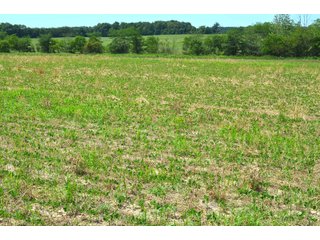 Property photo 82 - FARMLAND AUCTION 175+/- ACRES OFFERED IN 6 TRACTS IN DEFIANCE COUNTY, OH