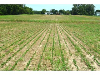 Property photo 84 - FARMLAND AUCTION 175+/- ACRES OFFERED IN 6 TRACTS IN DEFIANCE COUNTY, OH