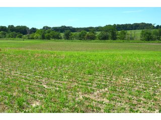 Property photo 86 - FARMLAND AUCTION 175+/- ACRES OFFERED IN 6 TRACTS IN DEFIANCE COUNTY, OH