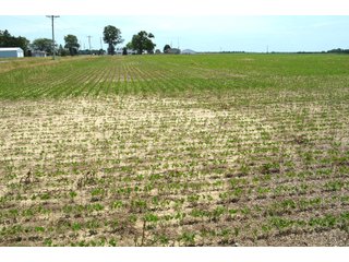 Property photo 90 - FARMLAND AUCTION 175+/- ACRES OFFERED IN 6 TRACTS IN DEFIANCE COUNTY, OH