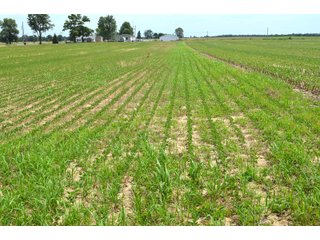 Property photo 91 - FARMLAND AUCTION 175+/- ACRES OFFERED IN 6 TRACTS IN DEFIANCE COUNTY, OH