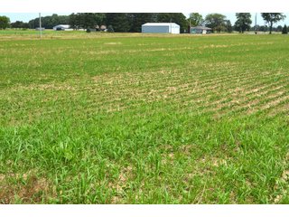 Property photo 92 - FARMLAND AUCTION 175+/- ACRES OFFERED IN 6 TRACTS IN DEFIANCE COUNTY, OH