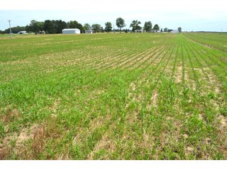 Property photo 94 - FARMLAND AUCTION 175+/- ACRES OFFERED IN 6 TRACTS IN DEFIANCE COUNTY, OH