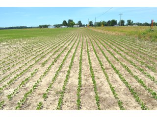 Property photo 95 - FARMLAND AUCTION 175+/- ACRES OFFERED IN 6 TRACTS IN DEFIANCE COUNTY, OH