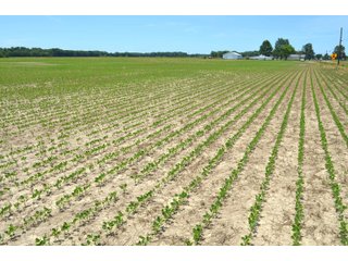 Property photo 96 - FARMLAND AUCTION 175+/- ACRES OFFERED IN 6 TRACTS IN DEFIANCE COUNTY, OH