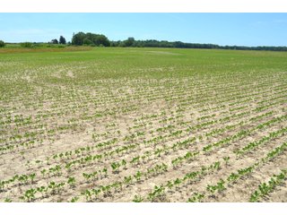 Property photo 97 - FARMLAND AUCTION 175+/- ACRES OFFERED IN 6 TRACTS IN DEFIANCE COUNTY, OH
