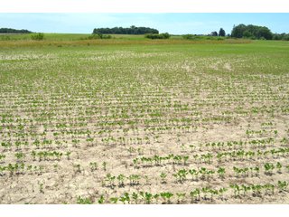 Property photo 98 - FARMLAND AUCTION 175+/- ACRES OFFERED IN 6 TRACTS IN DEFIANCE COUNTY, OH