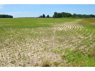 Property photo 100 - FARMLAND AUCTION 175+/- ACRES OFFERED IN 6 TRACTS IN DEFIANCE COUNTY, OH