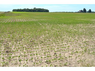 Property photo 101 - FARMLAND AUCTION 175+/- ACRES OFFERED IN 6 TRACTS IN DEFIANCE COUNTY, OH