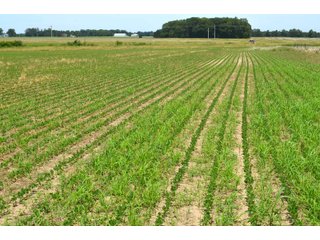 Property photo 102 - FARMLAND AUCTION 175+/- ACRES OFFERED IN 6 TRACTS IN DEFIANCE COUNTY, OH