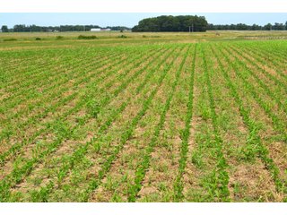 Property photo 105 - FARMLAND AUCTION 175+/- ACRES OFFERED IN 6 TRACTS IN DEFIANCE COUNTY, OH