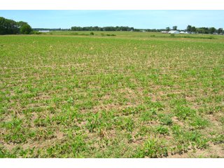Property photo 106 - FARMLAND AUCTION 175+/- ACRES OFFERED IN 6 TRACTS IN DEFIANCE COUNTY, OH