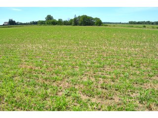 Property photo 107 - FARMLAND AUCTION 175+/- ACRES OFFERED IN 6 TRACTS IN DEFIANCE COUNTY, OH