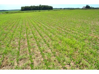 Property photo 108 - FARMLAND AUCTION 175+/- ACRES OFFERED IN 6 TRACTS IN DEFIANCE COUNTY, OH