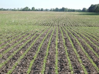 Property photo 20 - LAND AUCTION 155 +/- ACRES OFFERED IN 2 TRACTS IN DELAWARE COUNTY, IN