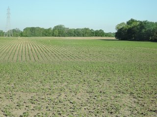 Property photo 22 - LAND AUCTION 155 +/- ACRES OFFERED IN 2 TRACTS IN DELAWARE COUNTY, IN