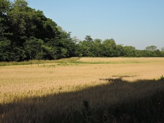 Property photo 18 - LAND AUCTION 155 +/- ACRES OFFERED IN 2 TRACTS IN DELAWARE COUNTY, IN