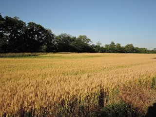 Property photo 24 - LAND AUCTION 155 +/- ACRES OFFERED IN 2 TRACTS IN DELAWARE COUNTY, IN