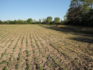 Property photo 31 - LAND AUCTION 155 +/- ACRES OFFERED IN 2 TRACTS IN DELAWARE COUNTY, IN