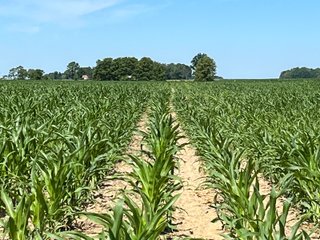 Property photo 12 - LAND AUCTION 75+/- ACRES OFFERED IN 3 TRACTS IN HENRY COUNTY, IN