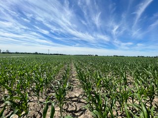 Property photo 16 - LAND AUCTION 75+/- ACRES OFFERED IN 3 TRACTS IN HENRY COUNTY, IN