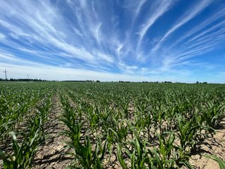 Property photo 17 - LAND AUCTION 75+/- ACRES OFFERED IN 3 TRACTS IN HENRY COUNTY, IN