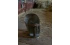 Property photo 133 - COUNTRY FARM AUCTION IN ALLEN COUNTY, IN