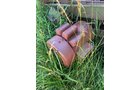 Property photo 165 - COUNTRY FARM AUCTION IN ALLEN COUNTY, IN
