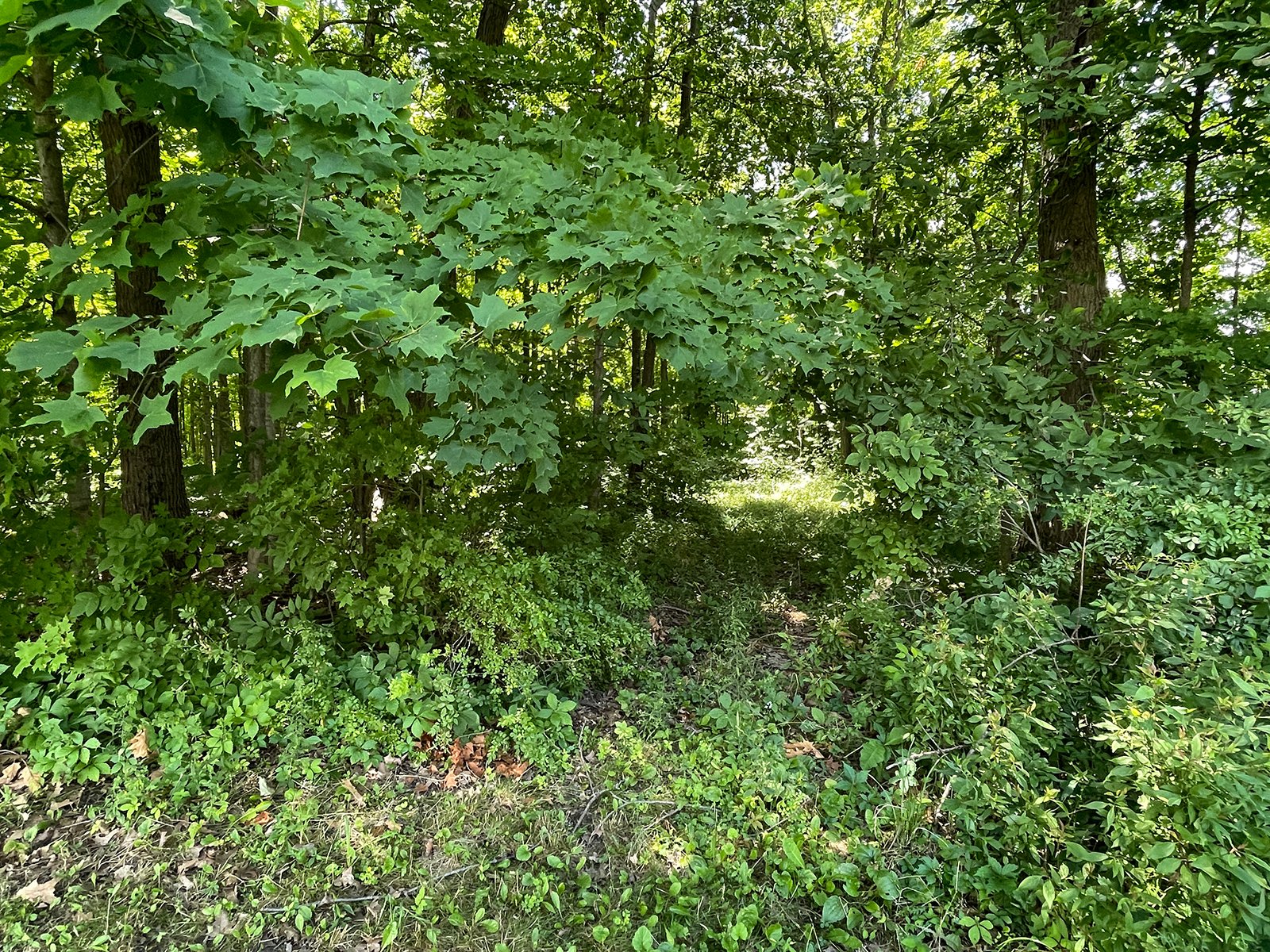 Property photo 63 - LIVE ONSITE REAL ESTATE AUCTION - 11.8+/- ACRES - NOBLE COUNTY, IN