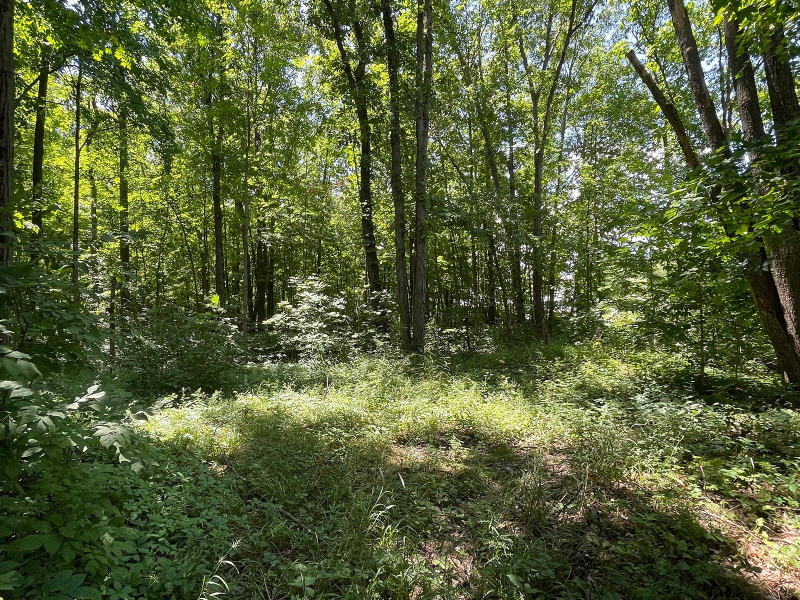 Property photo 64 - LIVE ONSITE REAL ESTATE AUCTION - 11.8+/- ACRES - NOBLE COUNTY, IN